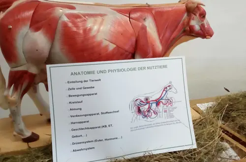 Modell einer Kuh Modell einer Kuh