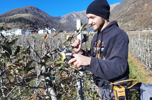 Baumschnitt im Frühjahr Baumschnitt im Frühjahr