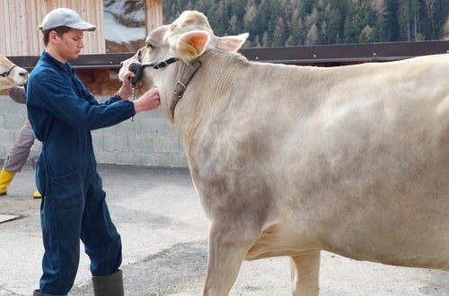 Präsentieren der Kuh Präsentieren der Kuh