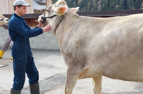 Präsentieren der Kuh Präsentieren der Kuh