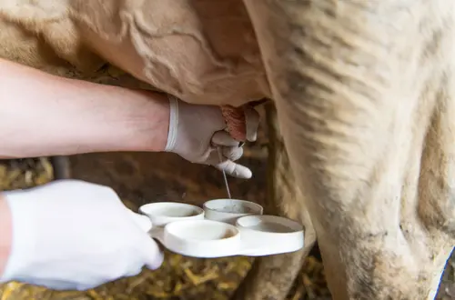 Testen der Milch einer Kuh Testen der Milch einer Kuh