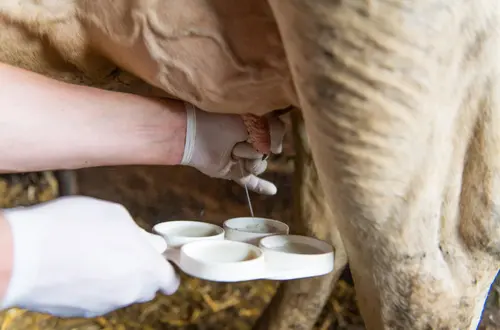 Testen der Milch einer Kuh Testen der Milch einer Kuh