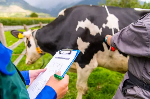 Maße und Körperteile einer Kuh erheben auf der Weide Maße und Körperteile einer Kuh erheben auf der Weide