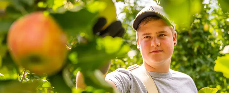 Junge bei der Apfelernte. Im Vordergrund findet sich ein Apfel in der Nahaufnahme. Junge bei der Apfelernte. Im Vordergrund findet sich ein Apfel in der Nahaufnahme.