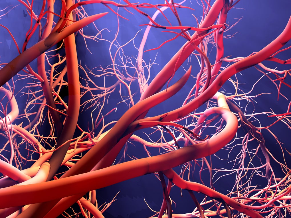 Human blood veins Human blood veins
