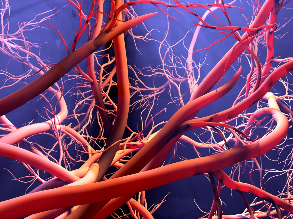 Human blood veins Human blood veins
