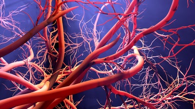 Human blood veins