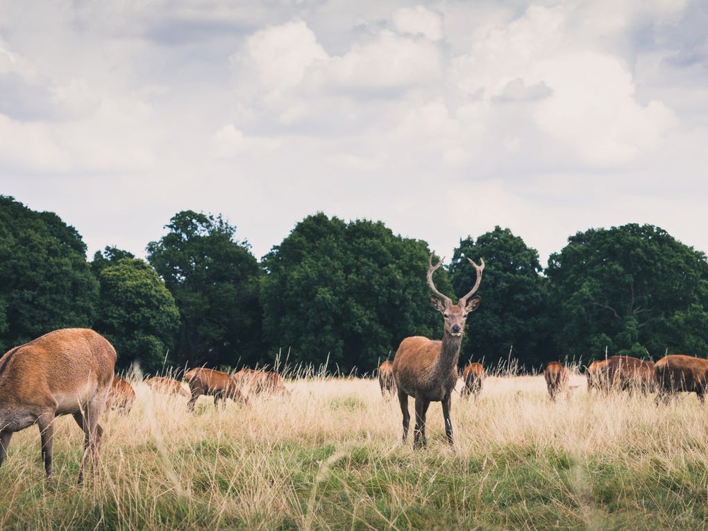 Photo of several deer in Richmond Park Photo of several deer in Richmond Park