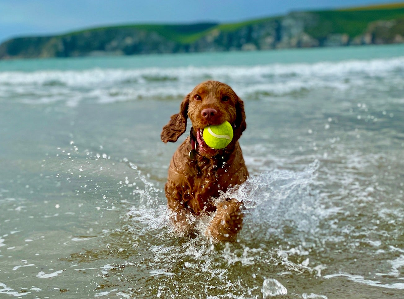 Cookie the Cocker Spaniel Cookie the Cocker Spaniel