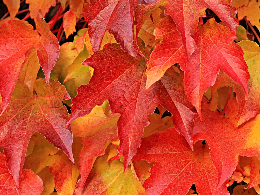 Image of red and yellow autumn leaves Image of red and yellow autumn leaves