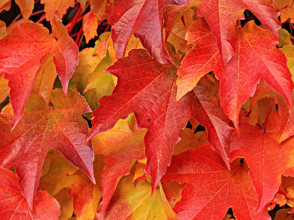 Image of red and yellow autumn leaves Image of red and yellow autumn leaves