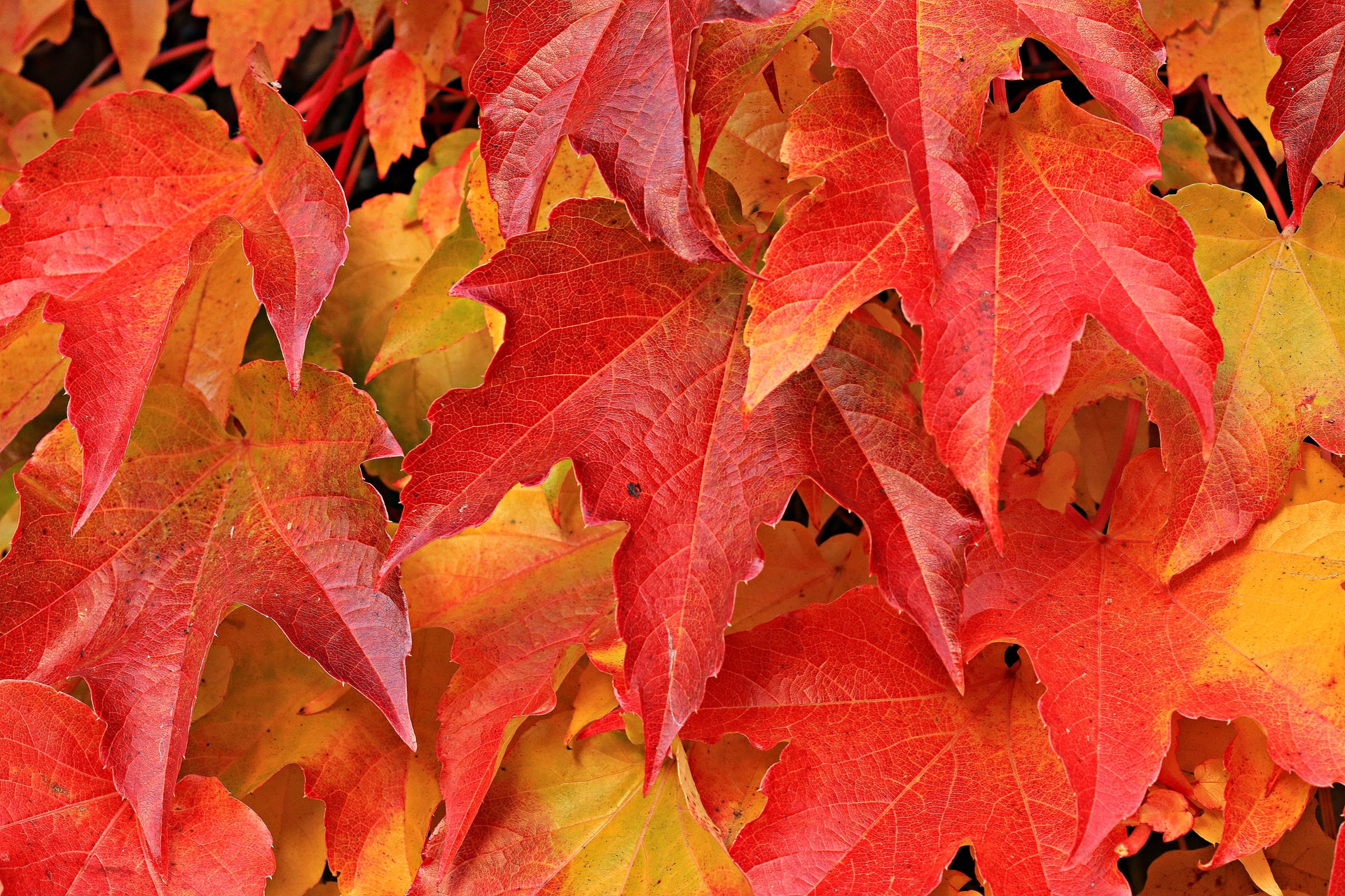 Image of red and yellow autumn leaves