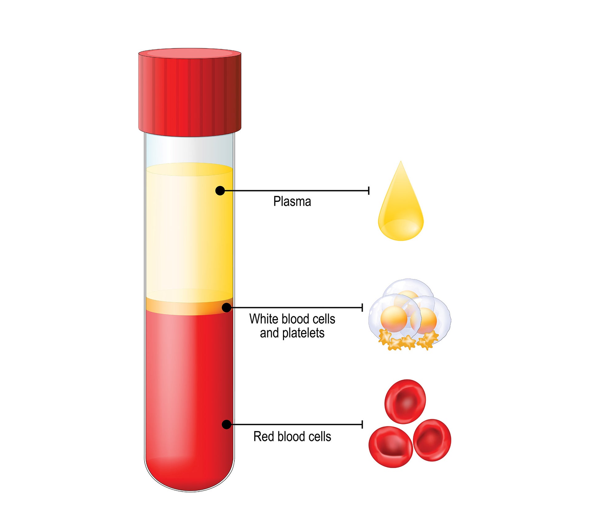An illustration of the components of blood An illustration of the components of blood