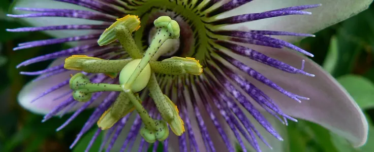 Passionsblume Passionsblume