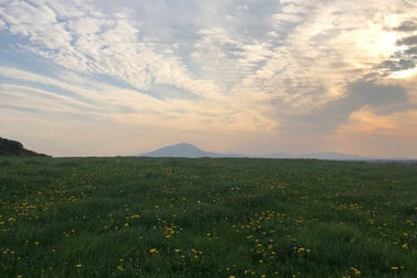 A meadow with wild flowers with a mountain in the distance