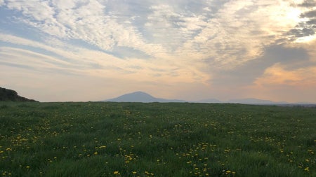 A meadow with wild flowers with a mountain in the distance