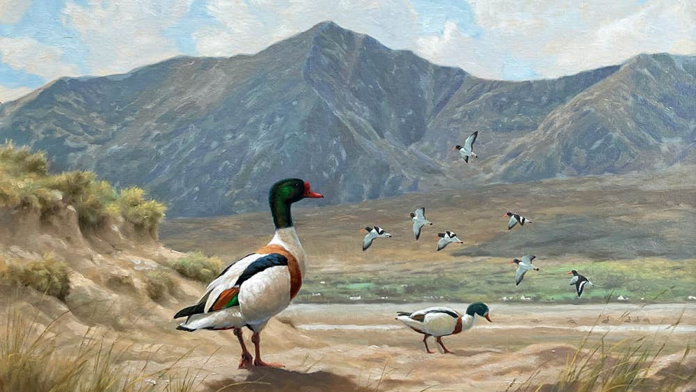 Killarney Art Gallery painting by Julian Friers of Shellducks at Mount Brandon