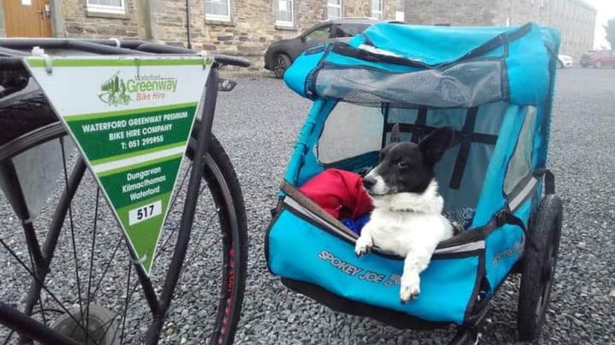 Dog sitting in a bike carrier on the Waterford Greenway