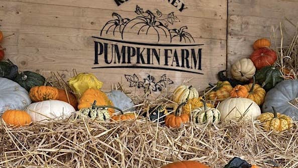 A wooden crate with black logo and various types of pumpkins in straw in the foreground.