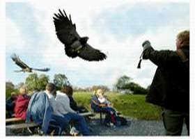 Eagles Flying / Irish Raptor Research Centre