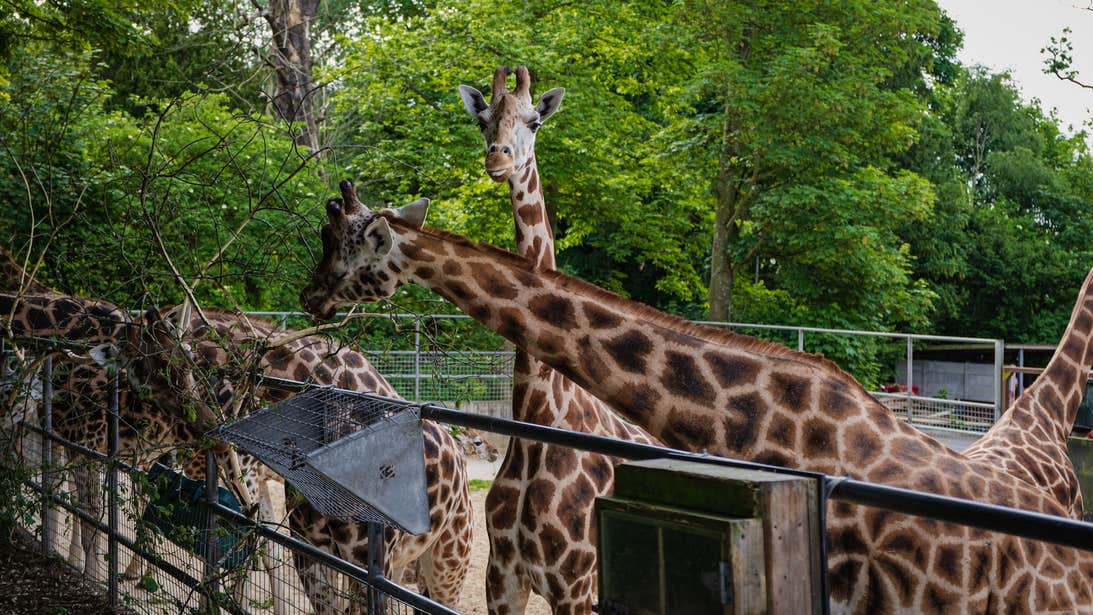 Giraffes at Fota Wildlife Park in County Cork.