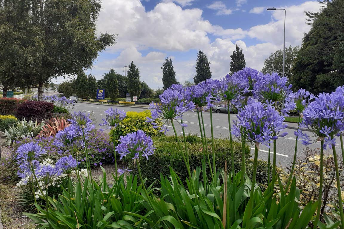 Image of flowers in Carrigtwohill in County Cork