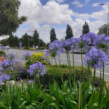 Image of flowers in Carrigtwohill in County Cork