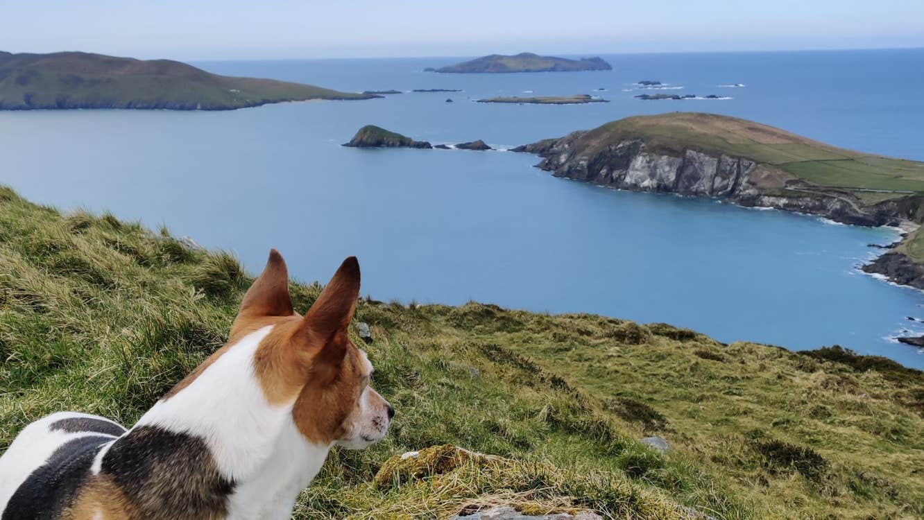 A little dog standing on grass looking out the sea with cliffs and islands in view