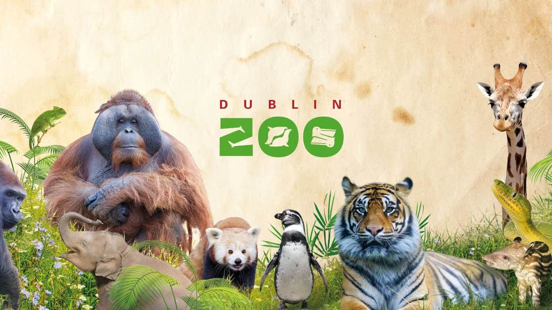 A montage of animals at Dublin Zoo