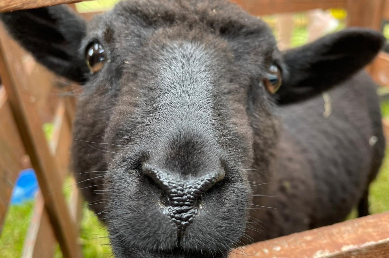 A close up shot of the face of a black sheep looking through some railings in a pen.