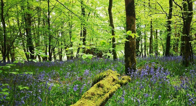 In a woods at spring time with bluebells in bloom and pale green spring leaves on the trees
