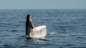 Picture of Whale