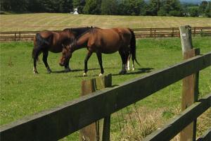 Hyde Equine