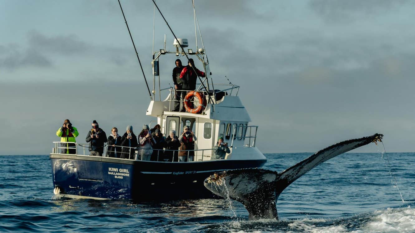 A group of people on a boat at sea view a tail fin breaking water