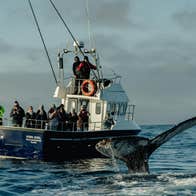 A group of people on a boat at sea view a tail fin breaking water