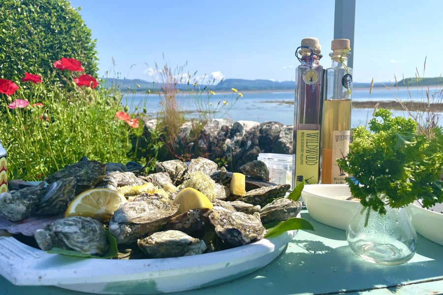 A plate of oysters garnished with lemons on a table overlooking Sligo Bay