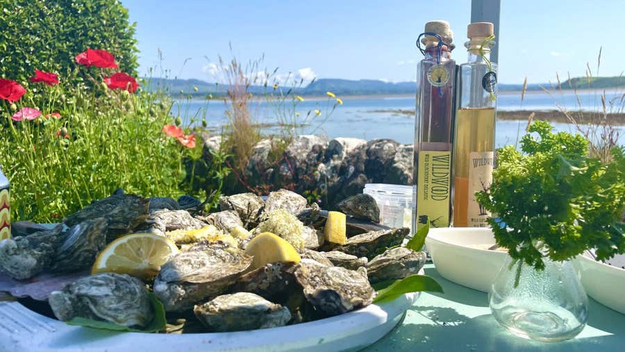 A plate of oysters garnished with lemons on a table overlooking Sligo Bay