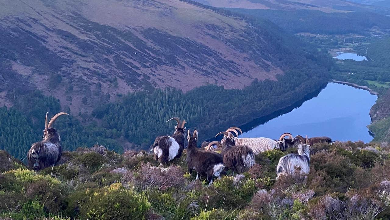 Wild mountain goats grazing in the Wicklow Mountains National Park