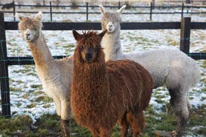 Loughwell Farm Park, Moycullen, Galway