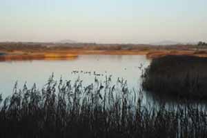 The Wexford Slobs and Wildfowl Reserve