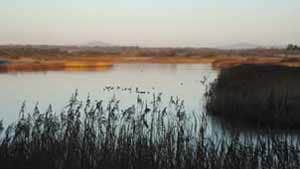 The Wexford Slobs and Wildfowl Reserve