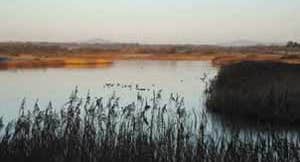 The Wexford Slobs and Wildfowl Reserve