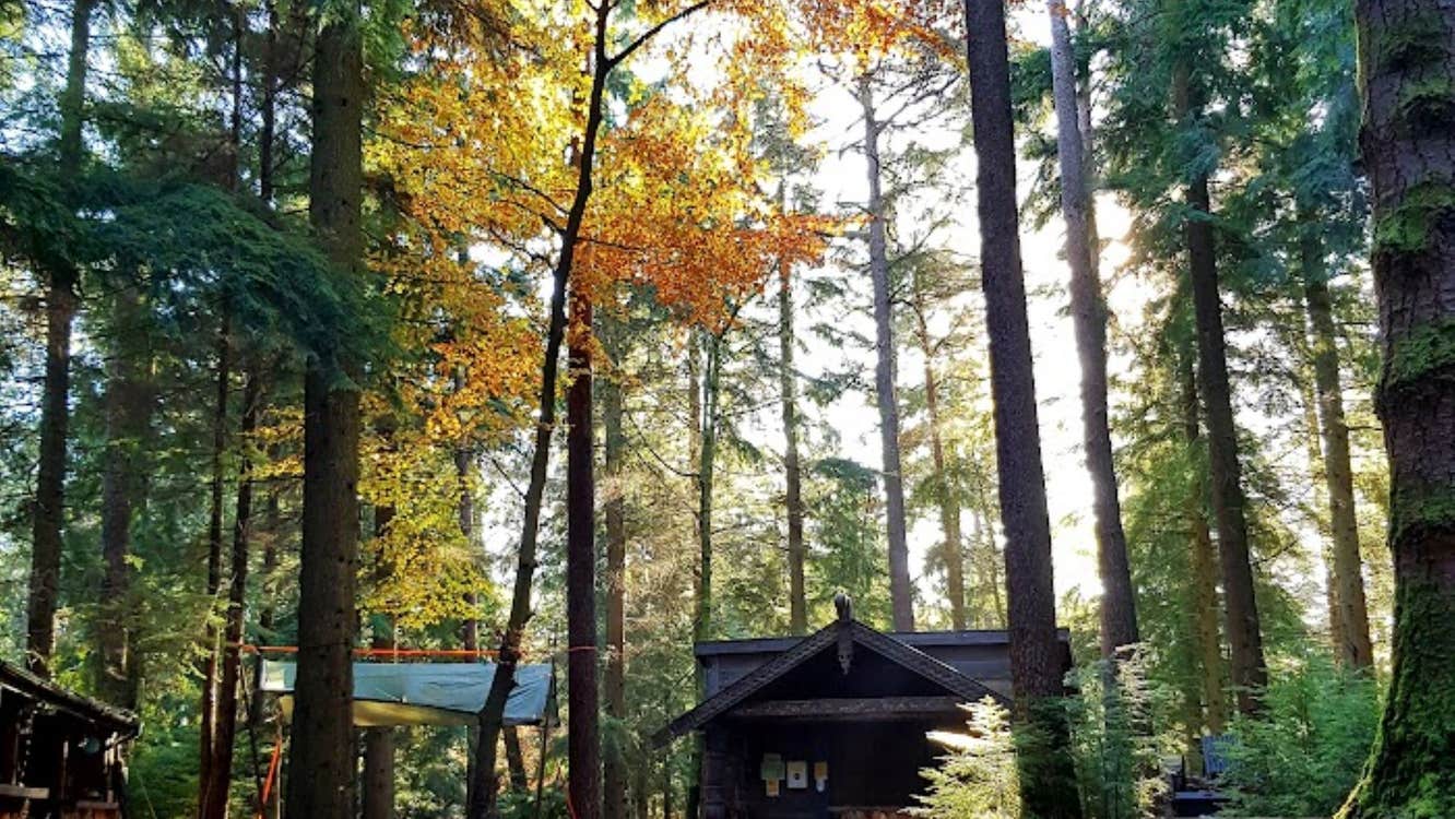 Film set from Vikings in a County Wicklow forest