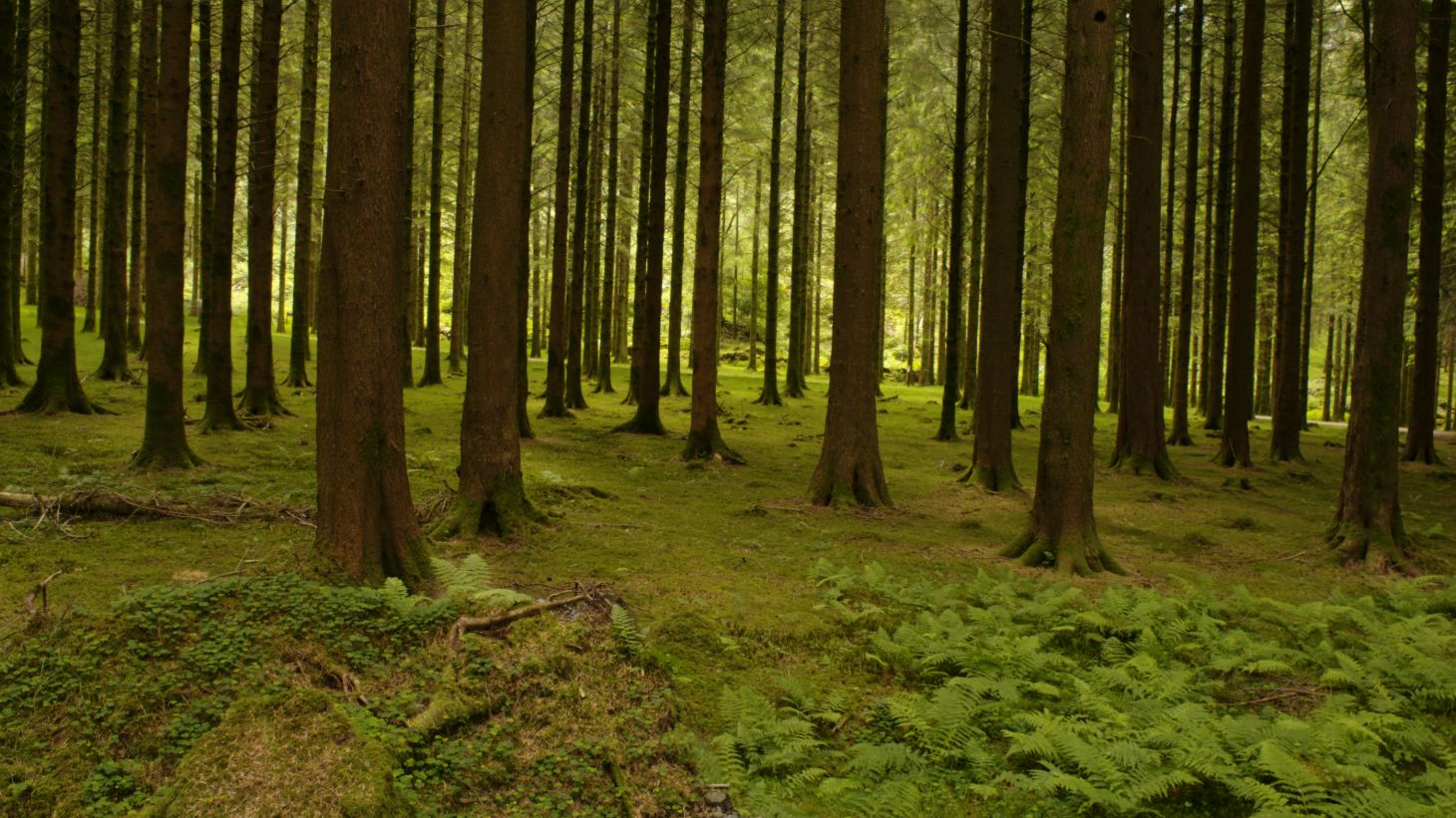 Discover the rocky mountains and forested valleys of Gougane Barra Forest Park.