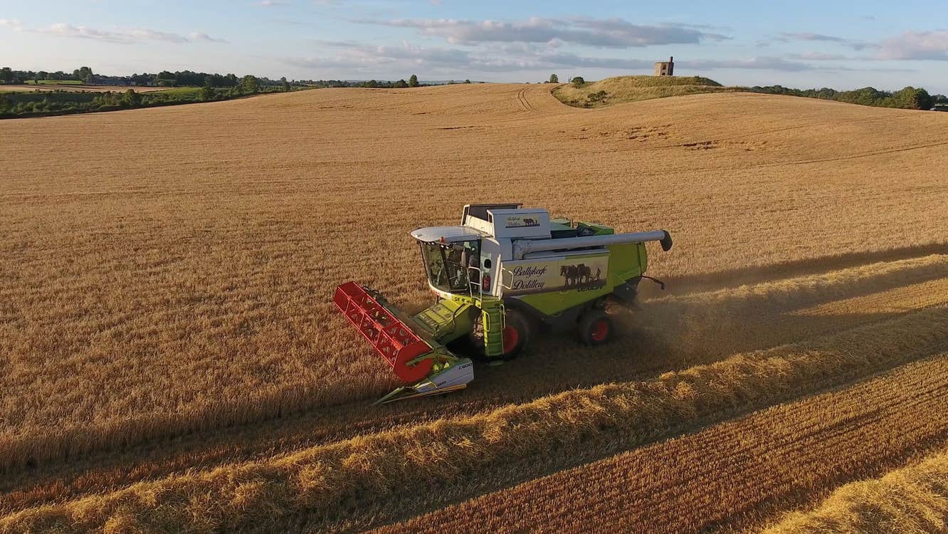 A harvester harvests ripe barley in a field at Ballykeefe Distillery