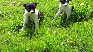 Joyce Country Sheepdogs