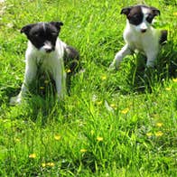 Joyce Country Sheepdogs