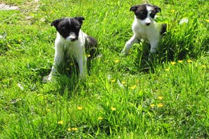 Joyce Country Sheepdogs, Clonbur, Galway