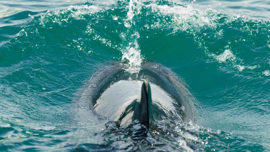 Dolphin swimming in the water in Donegal