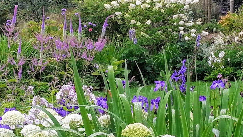 A row of colourful flowers overlooking a garden